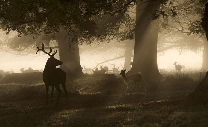 Wild aus heimischer Jagd
