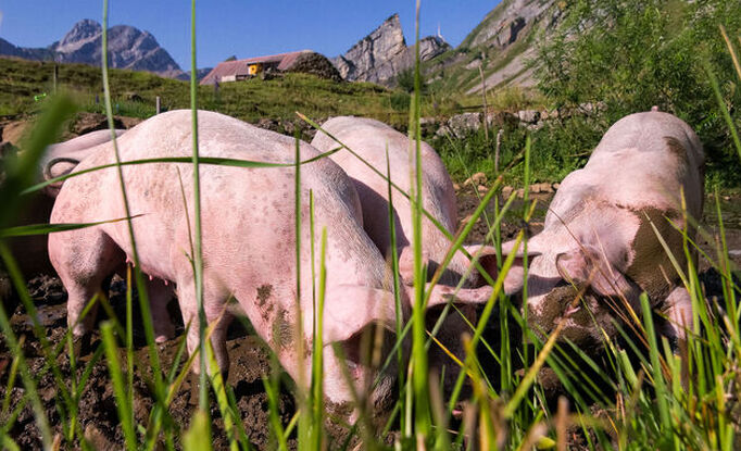 Alpschwein aus dem Alpstein